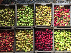 Collection Poney Sauvage